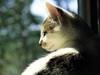 [JLM scans - Cats]