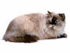 [JLM scans - Cats]