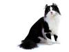 [JLM scans - Cat Breed] American Curl Black and White
