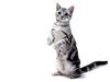 [JLM scans - Cat Breed] American Shorthair