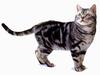 [JLM scans - Cat Breed] American Shorthair Silver Classic Tabby