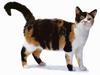 [JLM scans - Cat Breed] American Wirehair Tortiseshell & White