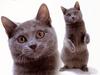 [JLM scans - Cat Breed] Chartreux