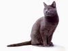 [JLM scans - Cat Breed] Chartreux