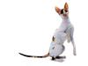 [JLM scans - Cat Breed] Cornish Rex Tortoiseshell and White