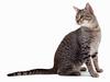 [JLM scans - Cat Breed] Egyptian Mau Bronze