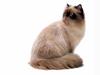 [JLM scans - Cat Breed] Himalayan Seal Point