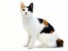 [JLM scans - Cat Breed] Japanese Bobtail Tortoiseshell and white