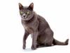[JLM scans - Cat Breed] Korat