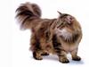 [JLM scans - Cat Breed] Norwegian Forest Cat Brown Classic Tabby