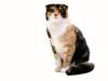 [JLM scans - Cat Breed] Scottish Fold Tortoiseshell and White