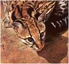 [CameoRose scan] Painted by Edward Aldrich, Ocelot