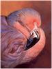 [CameoRose scan] Painted by Edward Aldrich, Flamingo