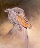 [CameoRose scan] Painted by Edward Aldrich, Shoebill Stork