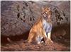 [CameoRose scan] Painted by Edward Aldrich, Guardian(Cougar)
