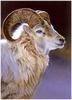 [CameoRose scan] Painted by Edward Aldrich, Dahl Sheep