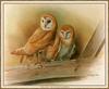 [CameoRose scan] Painted by Fenwick Lansdowne, Barn Owls