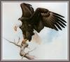 [CameoRose scan] Painted by Glen Loates, Bald Eagle