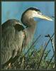 [CameoRose scan] Michael Graybill & Jan Hodder - Great Blue Heron (Ardea herodias)