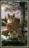 [CameoRose scan] Painted by Owen Gromme, Early Nester - Great Horned Owl