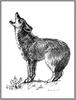 [CameoRose scan] Painted by Sandy Truett, Coyote