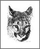 [CameoRose scan] Painted by Sandy Truett, Mountain Lion