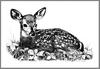 [CameoRose scan] Painted by Sandy Truett, Whitetail Deer