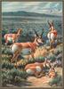 [CameoRose scan] Painted by Walter Webber, Pronghorn Antelope