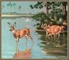 [CameoRose scan] Painted by Walter Webber, Florida Key Deer