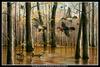 [CameoRose scan] Painted by Maynard Reece, Through the Trees: Wood Ducks