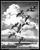 [CameoRose scan] Painted by Maynard Reece, Thunderhead: Canada Geese