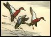 [CameoRose scan] Painted by Maynard Reece, Cinnamon Teal