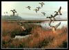 [CameoRose scan] Painted by Maynard Reece, Stony Lake: Mallards