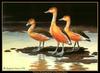 [CameoRose scan] Painted by Maynard Reece, Fuvous Whistling Ducks