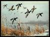 [CameoRose scan] Painted by Maynard Reece, Over the Point: Lesser Scaups