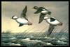 [CameoRose scan] Painted by Maynard Reece, Buffleheads