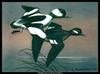 [CameoRose scan] Painted by Maynard Reece, Buffleheads