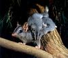CPerrien scan] Australian Native Animals 2002 Calendar (AG): Brush-tailed Phascogale