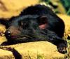 CPerrien scan] Australian Native Animals 2002 Calendar (AG): Tasmanian Devil