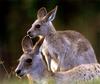 CPerrien scan] Australian Native Animals 2002 Calendar (AG): Eastern Grey Kangaroo