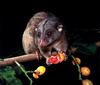 CPerrien scan] Australian Native Animals 2002 Calendar (AG): Southern Common Cuscus