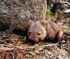CPerrien scan] Australian Native Animals 2002 Calendar (AG): Common Wombat