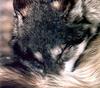 CPerrien scan] Paintings of Lesley Harrison - 2002 Calendar, The Spirit of Wolves