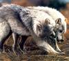 CPerrien scan] Paintings of Lesley Harrison - 2002 Calendar, The Spirit of Wolves