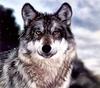 CPerrien scan] Paintings of Lesley Harrison - 2002 Calendar, The Spirit of Wolves