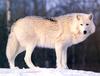 [CPerrien scan] Wolves - A Bay Street 2001 Calendar
