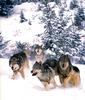[CPerrien scan] Wolves - A Bay Street 2001 Calendar