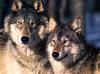 [CPerrien scan] Wolves - A Bay Street 2001 Calendar