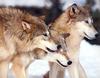 [CPerrien scan] Wolves - A Sierra Club 2000 Calendar