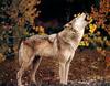 [CPerrien scan] Wolves - A Sierra Club 2000 Calendar